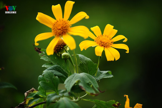 Yellow wild sunflowers in Central Highlands